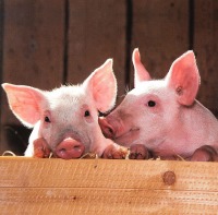 gallery/pigs-1507208_1280